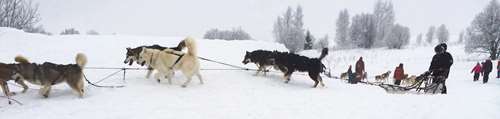 Chiens de traîneaux à saint jean d`arves devant la maison d`augustin